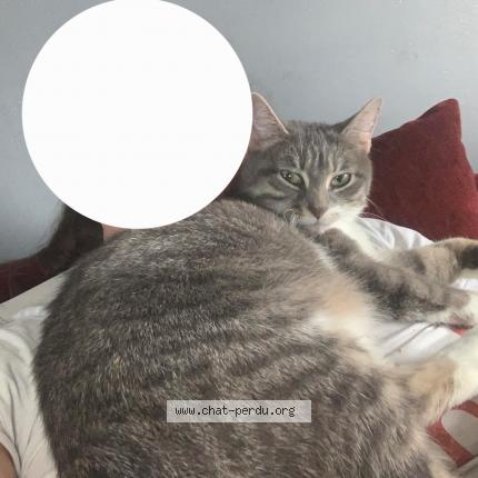 Photo 1/1 Mana Chat perdu à Calais