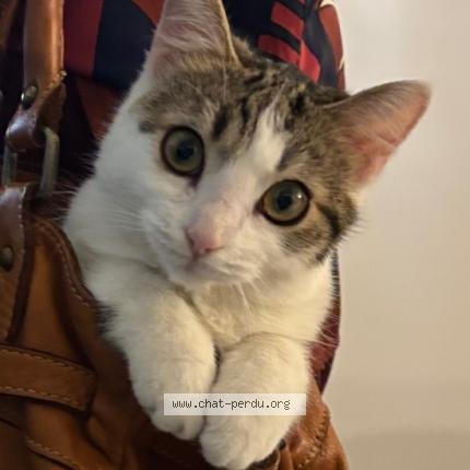 Photo 1/1 Venus Chat perdu à Montertelot