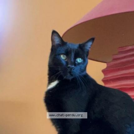 Photo 1/1 Blue Chat perdu à Le cheylard