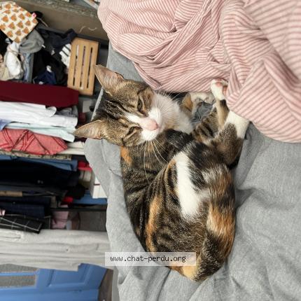 Photo de chat trouvé à Lille