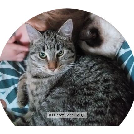 Photo 1/1 Gaia Chat perdu à Mollkirch