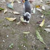 Photo de chat trouvé à Brest