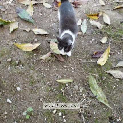 Photo 1/1 Chat retrouvé Trouvé à Brest
