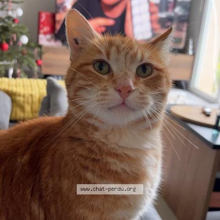 Photo 1/1 Diego Chat perdu à Roquefort