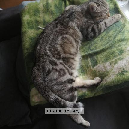 Photo 1/1 Chat retrouvé Perdu à Langueux