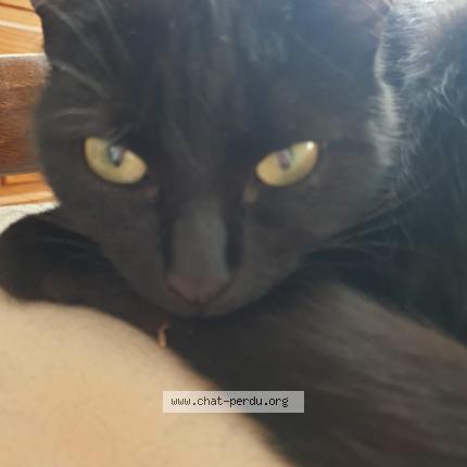 Photo 1/1 Nala Chat perdu à Peronnas
