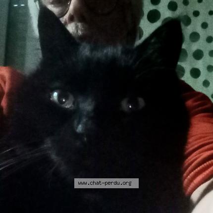 Photo de chat perdu à Bordeaux Bastide