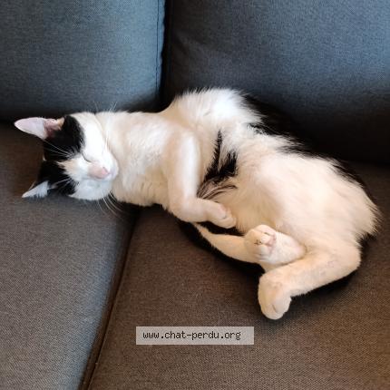 Photo 1/1 Charlie Chat perdu à Marigny marmande