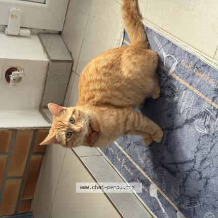 Photo 1/1 Mufasa Chat perdu à Les mureaux