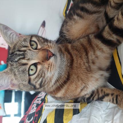 Photo 1/1 Moka Chat perdu à Meyzieu