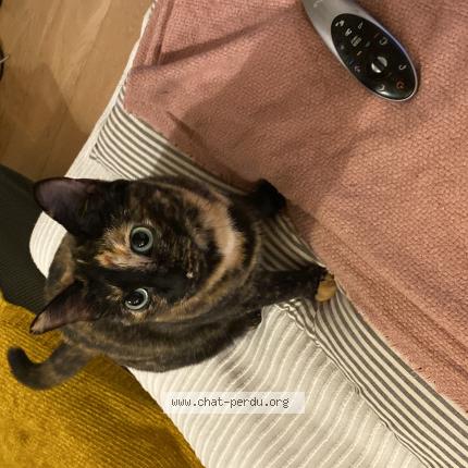 Photo 1/1 CHACHA Chat perdu à Argonay