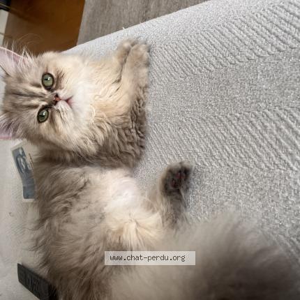 Photo 1/1 Velours Chat perdu à Fontenay sous bois