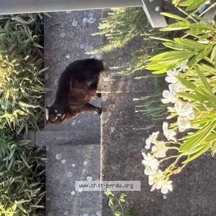 Photo de chat perdu à Saint Nazaire