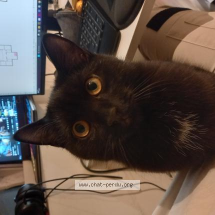Photo de chat perdu à Saint Mandrier Sur Mer