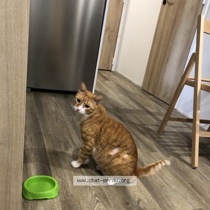 Photo de chat perdu à Saint Brevin Les Pins