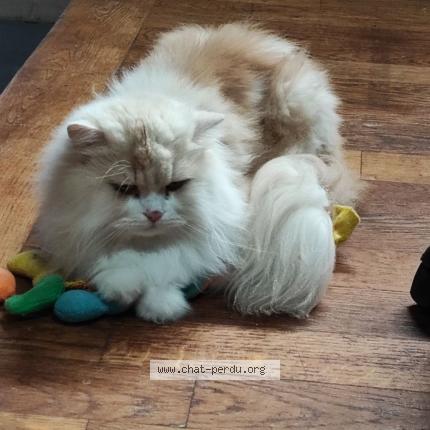 Photo de chat perdu à Quincy Sous Senart