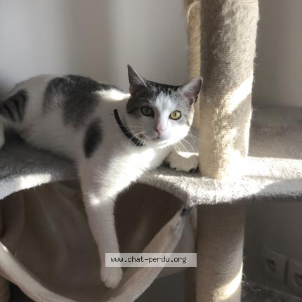 Photo de chat perdu à Boulogne Sur Mer
