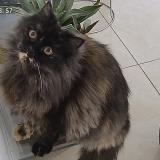 Photo de chat perdu à Dehradun