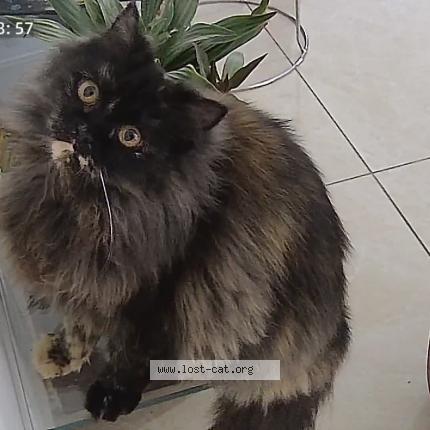 Photo 1/1 Zoe Chat perdu à Dehradun