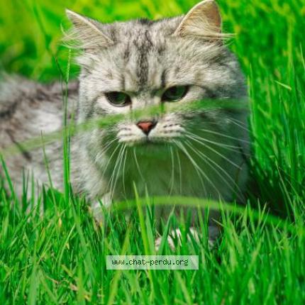 Photo 1/1 Kiri Chat perdu à Monesties