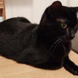 Photo de chat perdu à Sartrouville