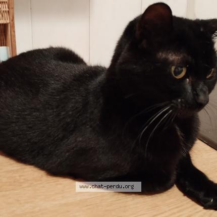Photo 1/1 Chat retrouvé Perdu à Sartrouville