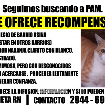 Photo 1/1 Pam Chat perdu à Valcheta rio negro argentina