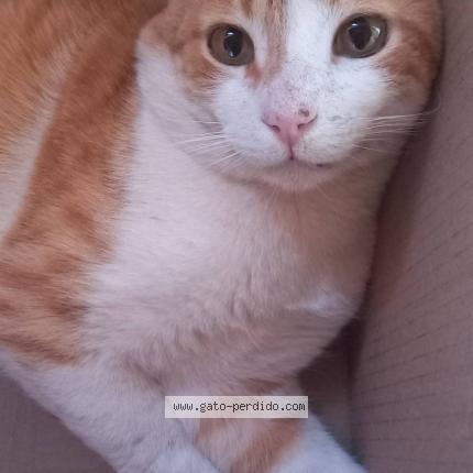 Photo 1/1 Pam Chat perdu à Valcheta rio negro argentina