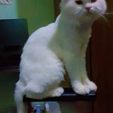 Photo de chat perdu à Lahore