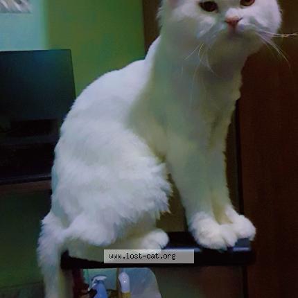 Photo 1/1 Ace Chat perdu à Lahore