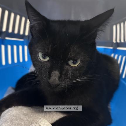 Photo 1/1 Batman Chat perdu à Vaulx en velin