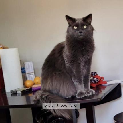 Photo 1/1 Mateus Chat perdu à Montreal