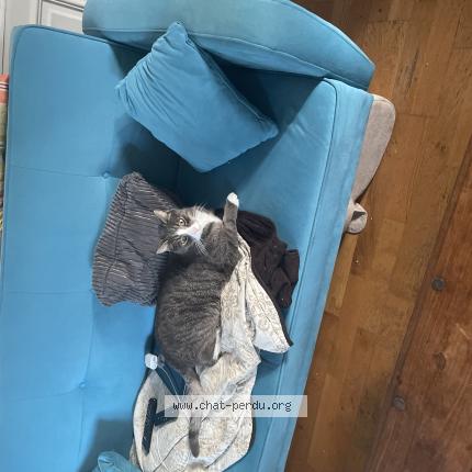 Photo 1/1 Mistigri Chat perdu à Bernay