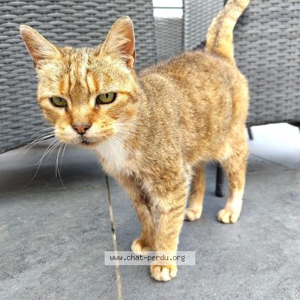 Photo 1/1 Chat retrouvé Perdu à Merville