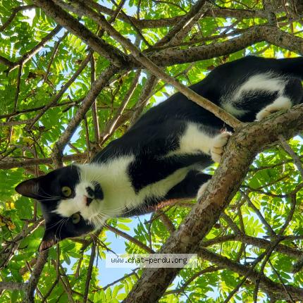 Photo 1/1 Pilou Chat perdu à La roche blanche