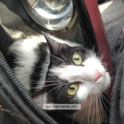 Photo 1/1 Pilou Chat perdu à Charny
