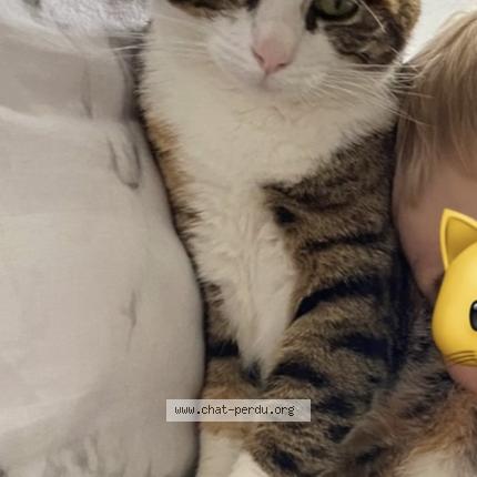 Photo 1/1 Maya Chat perdu à Monceaux