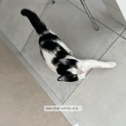 Photo 1/1 Taz Chat perdu à La destrousse