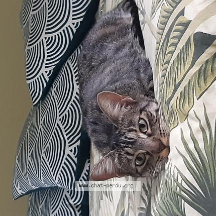 Photo de chat perdu à Junhac