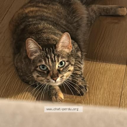 Photo 1/1 Chat retrouvé Perdu à Toulouse