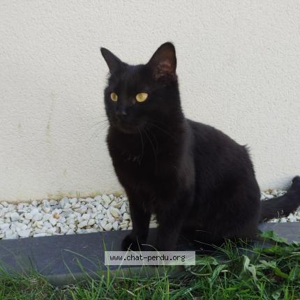 Photo 1/1 Stella Chat perdu à Quimper