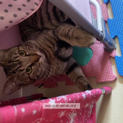 Photo 1/1 Gucci Chat perdu à Proche de tavers