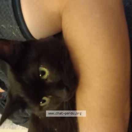 Photo de chat perdu à Isle D Abeau