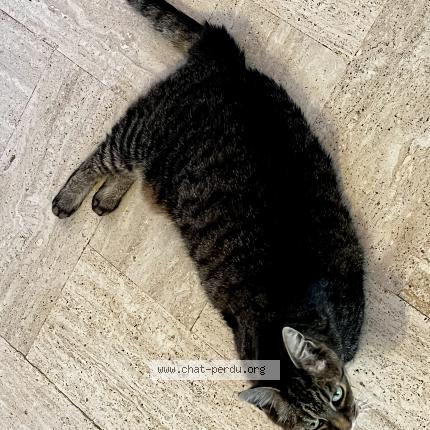 Photo de chat trouvé à Lardy
