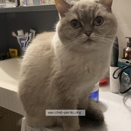 Photo 1/1 Chat retrouvé Perdu à Schiltigheim
