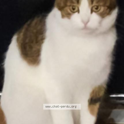 Photo 1/1 Luigi Chat perdu à Rouffach