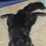 Photo de chat perdu à Laspinas