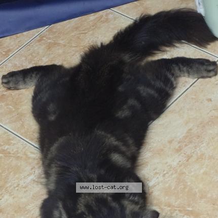 Photo 1/1 Lilo Chat perdu à Laspinas