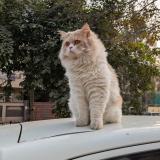 Photo de chat perdu à Lahore