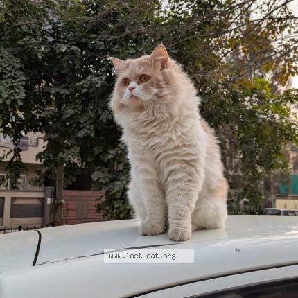 Photo 1/1 Leo Chat perdu à Lahore
